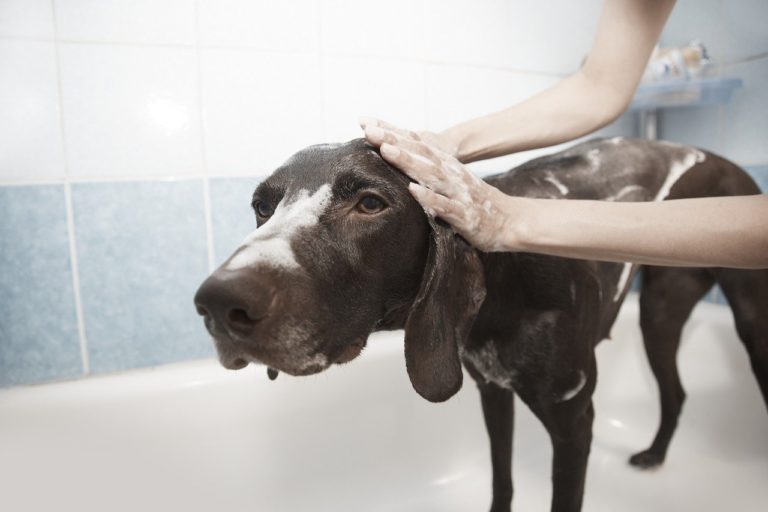 Washing A Dog