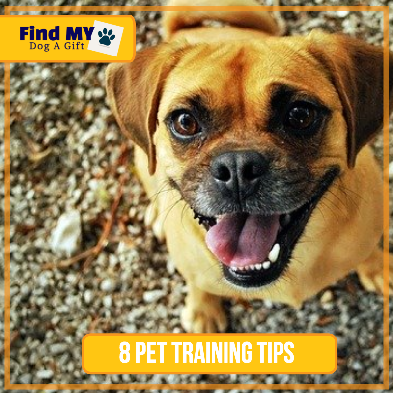 Pet Training Tips