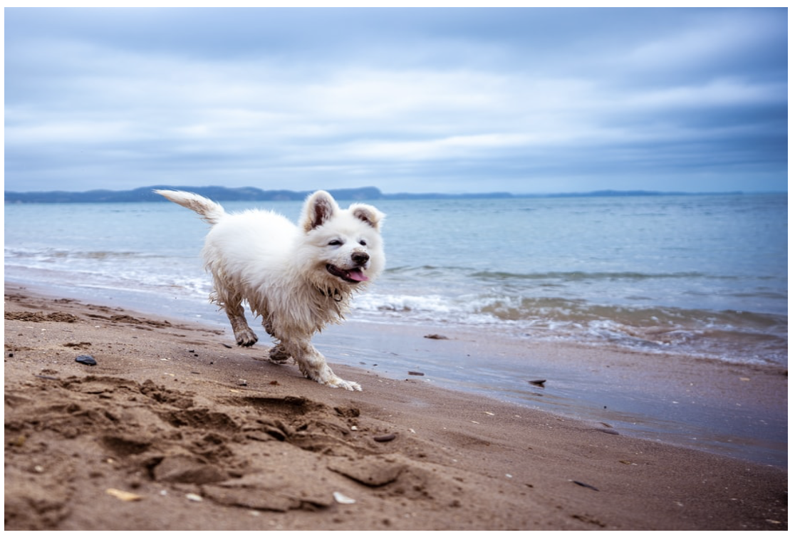 Top 3 Dog-Friendly Beaches in the UK