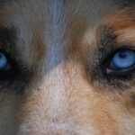 Eye Problems in Dogs