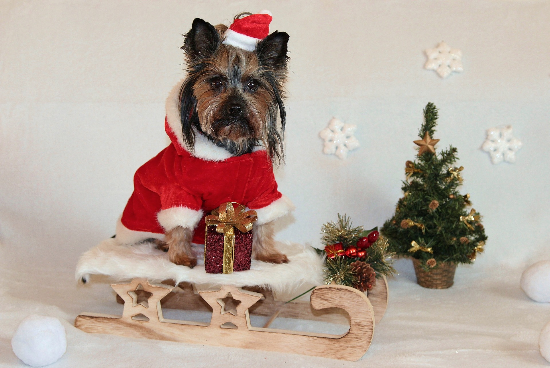 Christmas Treats for Your Dog